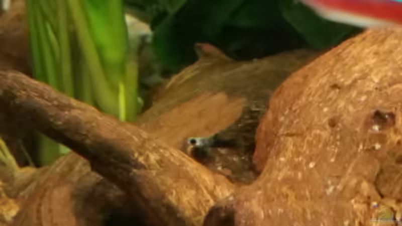 Gold-Molly Nachwuchs von CoyoteBerlin (4)