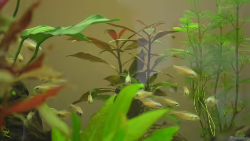 Gold Neon von Jensen82 (6)