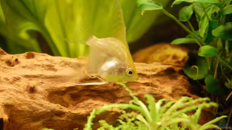 Gold Skalar von Dennis (17)