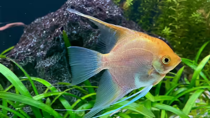 Gold Skalar von Michinet (18)