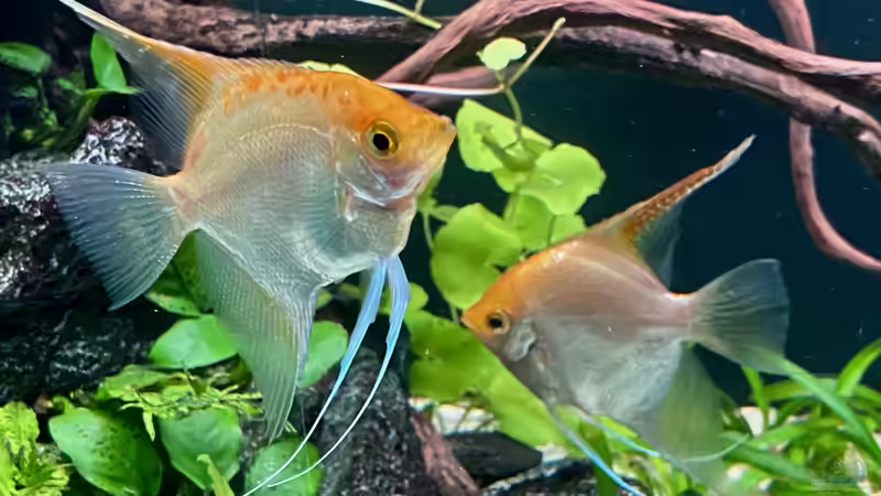 Gold Skalar von Michinet (22)