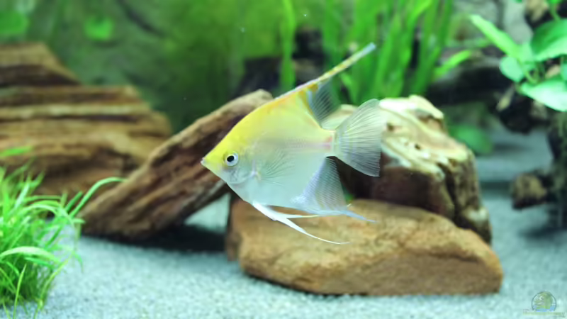 Gold-Skalar von spektukal (21)