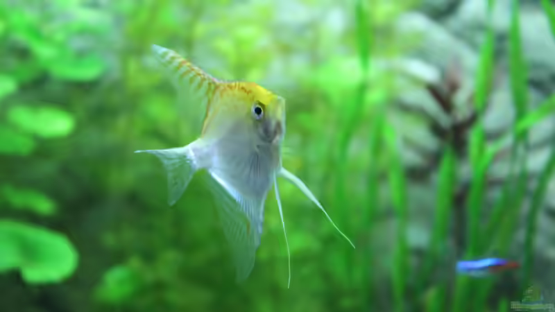 Aquarien mit Pterophyllum scalare (Skalar)