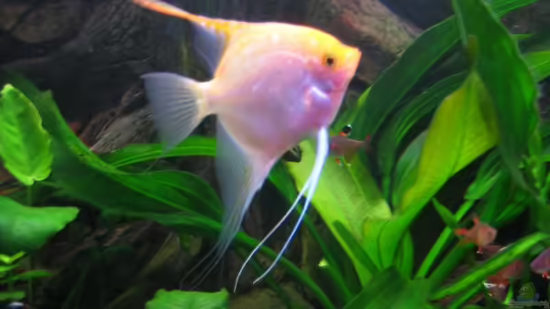 Gold von Marco Weis (30)