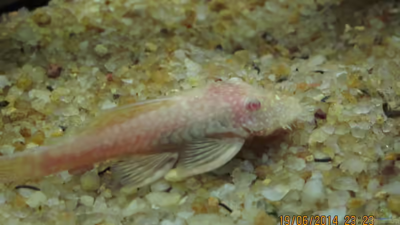 Aquarien mit Ancistrus sp. "Gold" (Goldantennenwels)