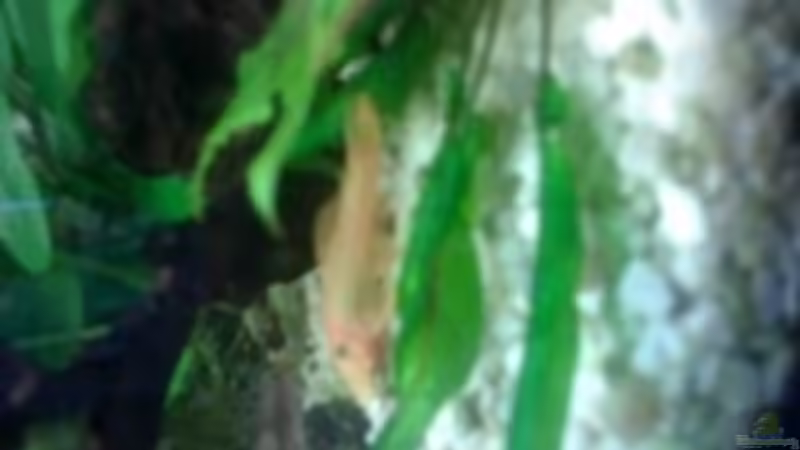 Goldantennenwels von Felix Braune (10)