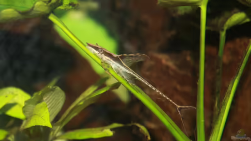 Goldbart o. Störwels (Sturisoma aureum) von Hollyday (11)