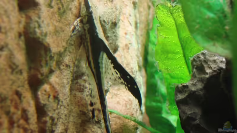 Goldbartwels von Chris85 (14)