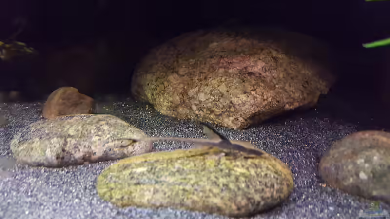 Goldbartwels von Kamenko (3)