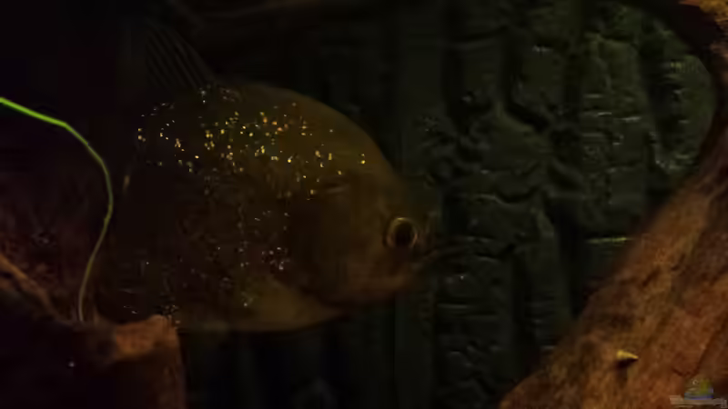 golden beauty von NRW (27)