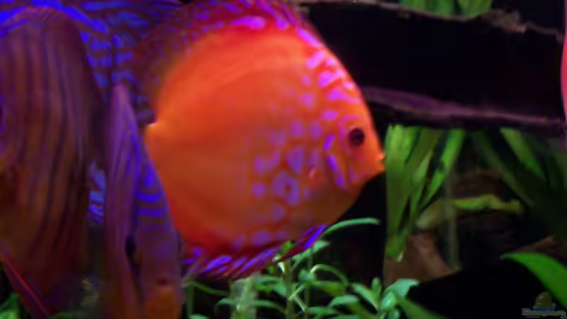 Golden Emperor von Discus (34)