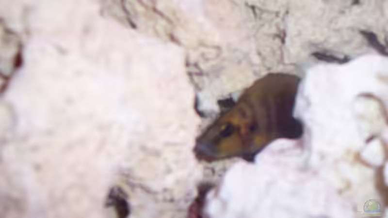 Golden Head von Dominic Lehmann (5)