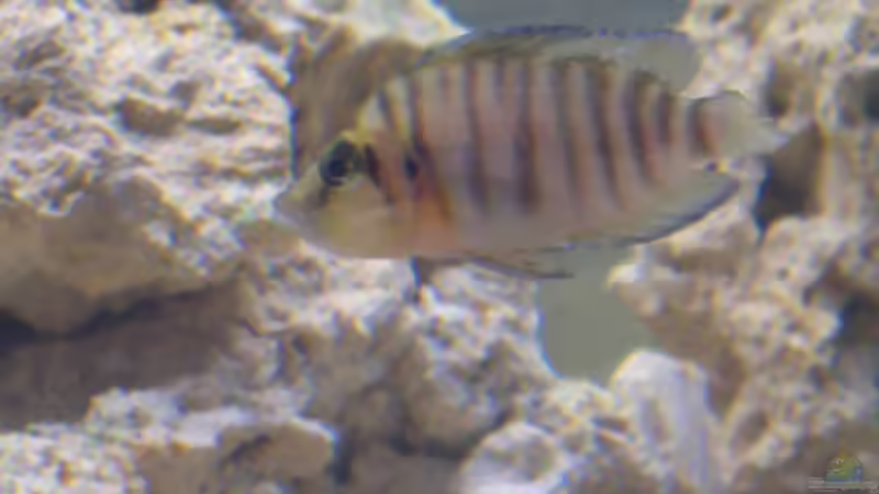 Golden Head von Dominic Lehmann (6)