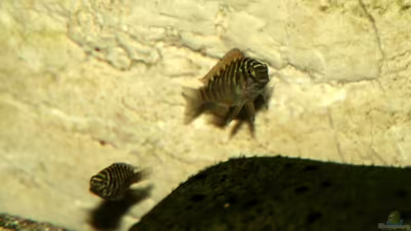 Tropheus moorii "Golden Kazumba" im Aquarium (Einrichtungsbeispiele für Tropheus moorii "Golden Kazumba")