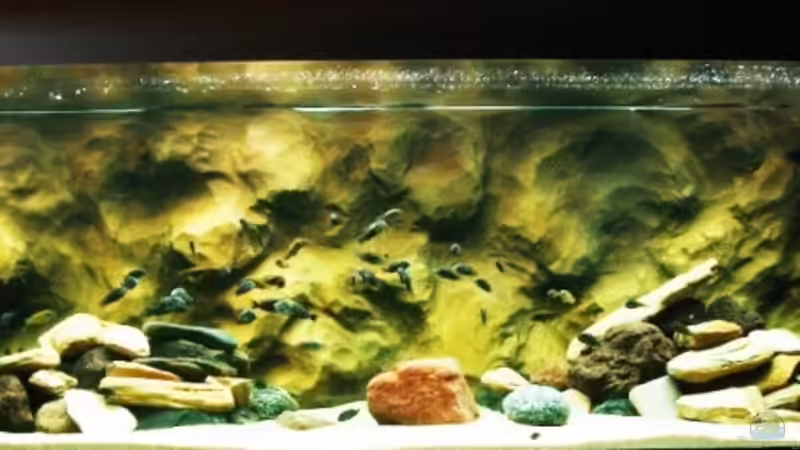 GOLDEN KAZUMBA UND DUBOISI MASWA von ERIC (1)