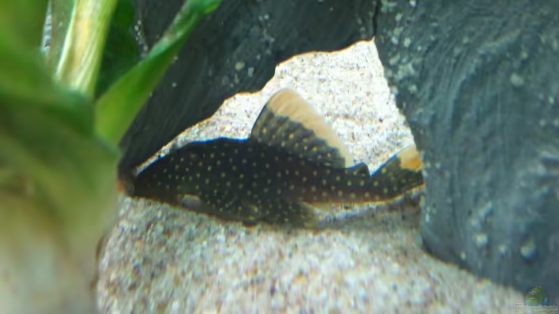 Golden Nugged von Roman Cavelty (10)