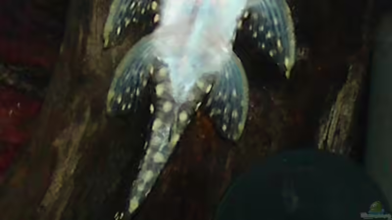 Aquarien mit Baryancistrus xanthellus (L 18 bzw. L 85)