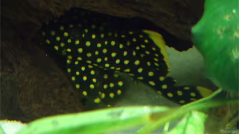 Golden Nugget L18 von Michael Ahlborn (7)