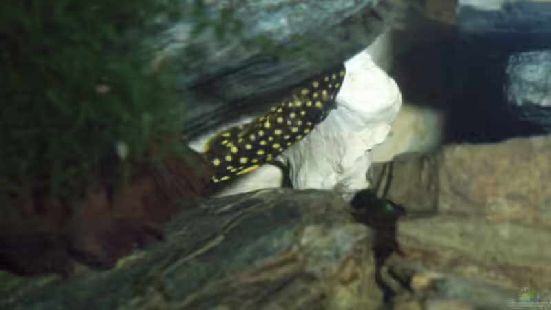 Aquarien mit Baryancistrus xanthellus (L 18 bzw. L 85)