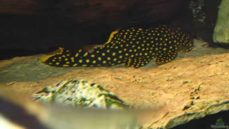 Golden Nugget von Jürgen Baum (11)