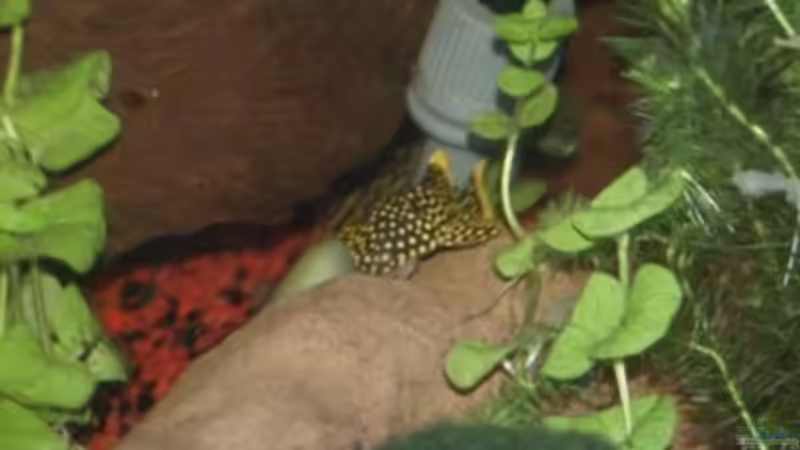 Golden Nugget von Thomas Bachl (5)