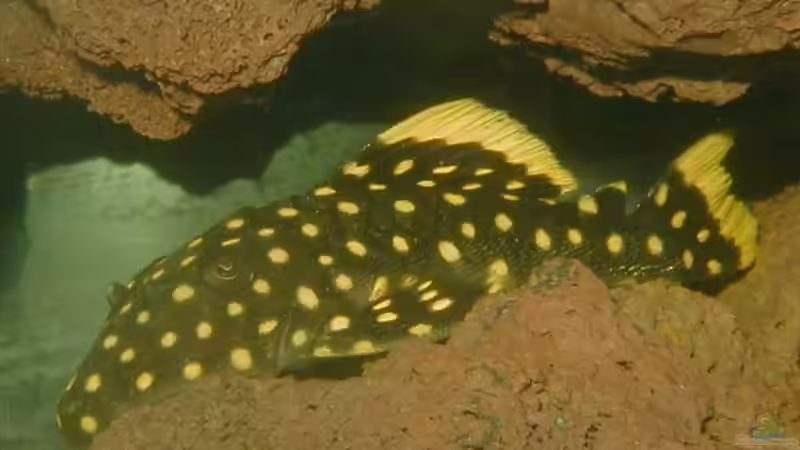 Aquarien mit Baryancistrus xanthellus (L 18 bzw. L 85)