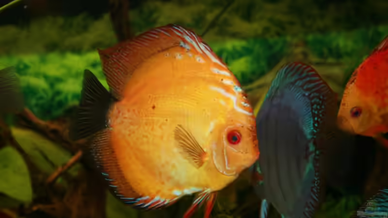 Golden Sanrise von Steffen Rübsam (24)