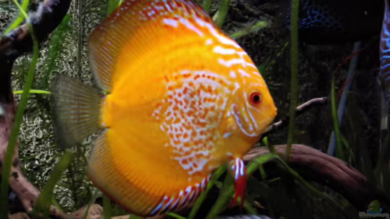 Golden Sun Leopark von Don Jupp (33)