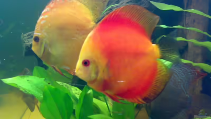 Golden Sunrise, Red Melone und unten rechts schwimmt noch der Pigeon Blood-Snake von Amazonasbecken.eu (29)