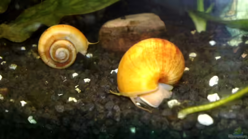 GOLDENE APFELSCHNECKE von Tudelui (26)