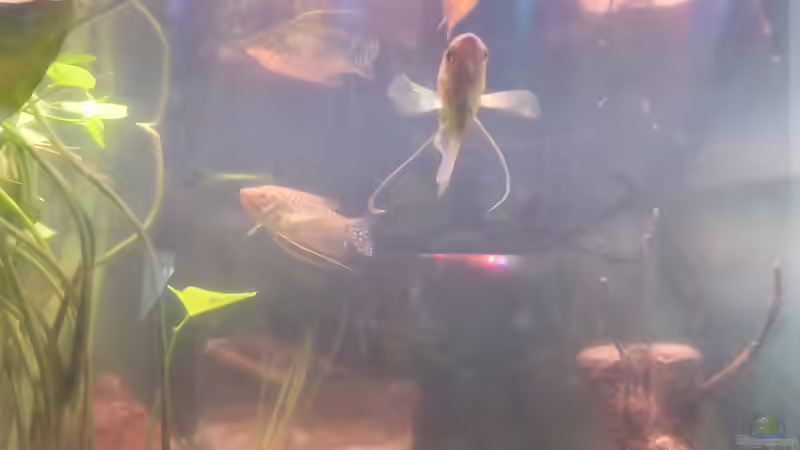 Goldene Fadenfische von Zazathustra (8)