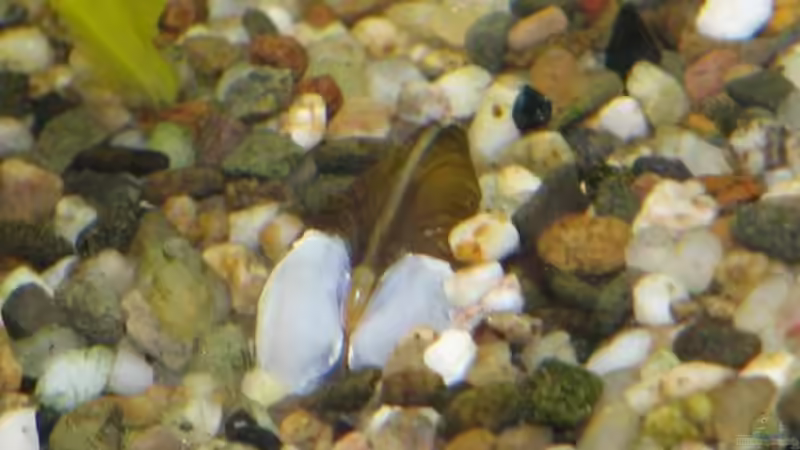 Goldene Körbchenmuschel von Oktopus (18)