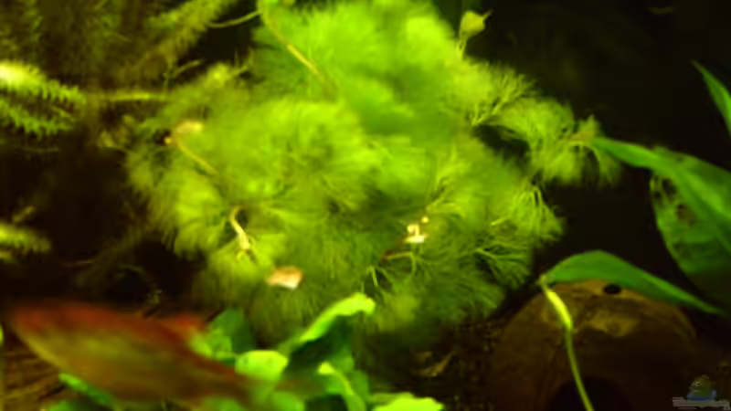 Goldene Riesen Cabomba von Klumpen (14)