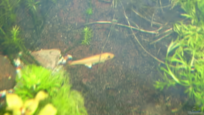 Aquarien mit Schmerlen (Einrichtungsbeispiele für Schmerlen Aquarium)