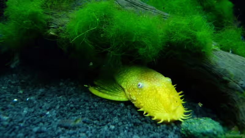 Goldener Antennenwels - Männchen von Steffen S. (21)