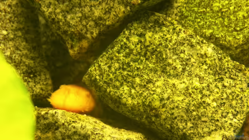 goldener Antennenwels. von Sven Matthiesen (8)