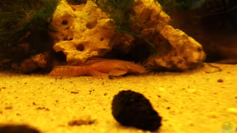 Goldener Antennenwels names Großväterchen von Babsi Aud (52)