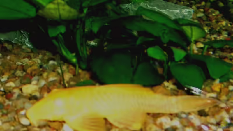 Goldener Antennenwels von André Lenz (10)