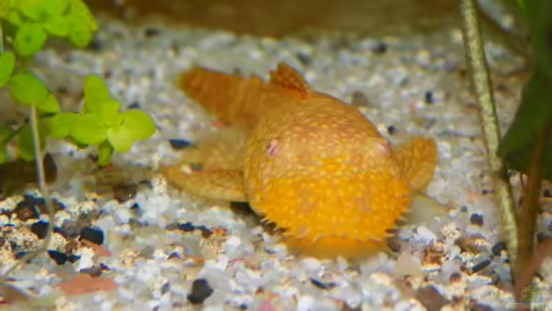 Goldener Antennenwels von Elgnomy (8)