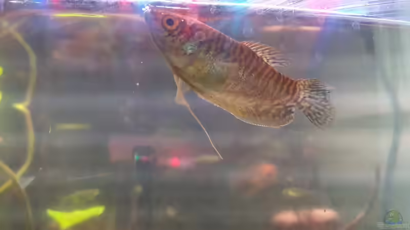 Goldener Fadenfisch w (1) von Zazathustra (6)
