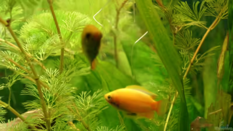 Goldener Gurami von Viktor Kraft (22)