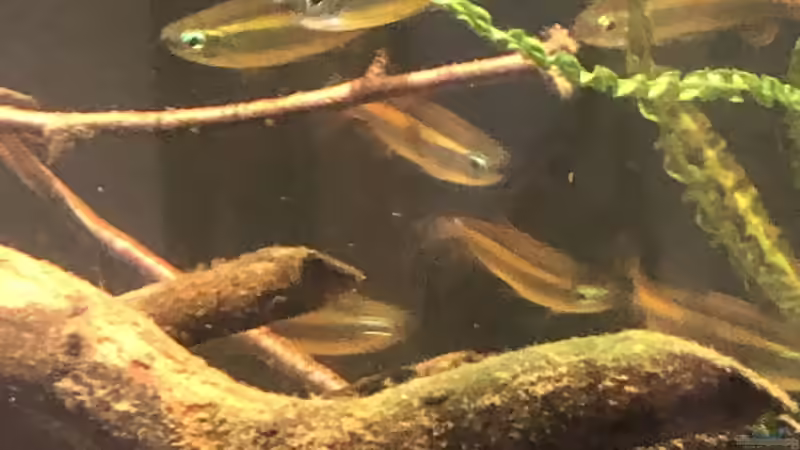 Phenacogrammus aurantiacus im Aquarium halten (Einrichtungsbeispiele für Goldener Kongosalmler)