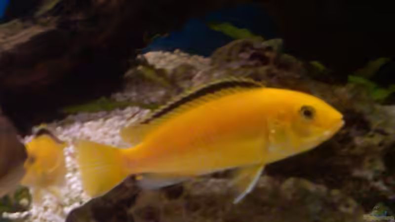 Goldener Labidocromis von Yejo (27)