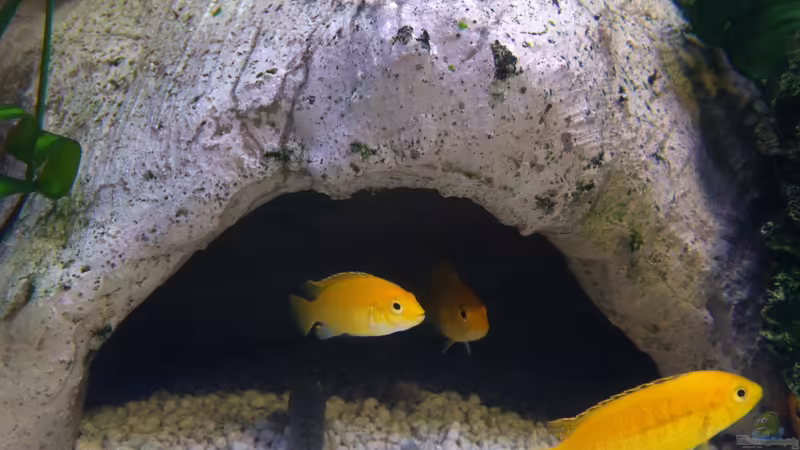 Goldener Labidocromis von Yejo (28)