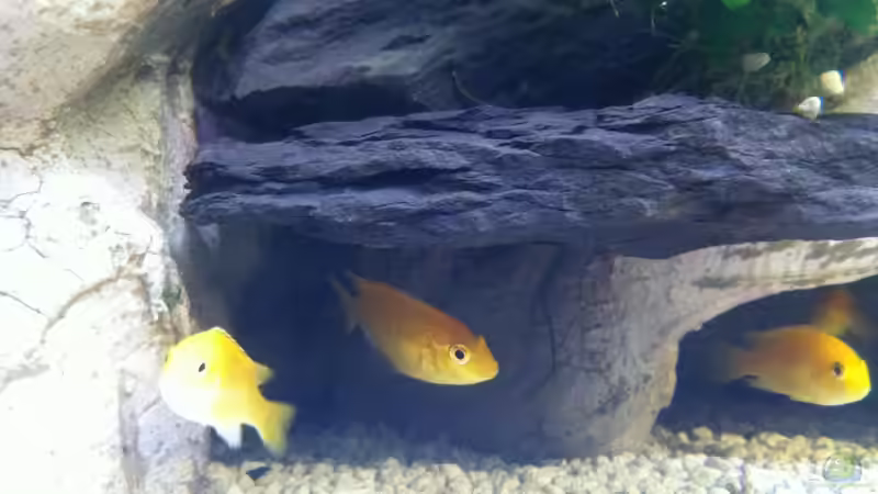 Goldener Labidocromis von Yejo (29)