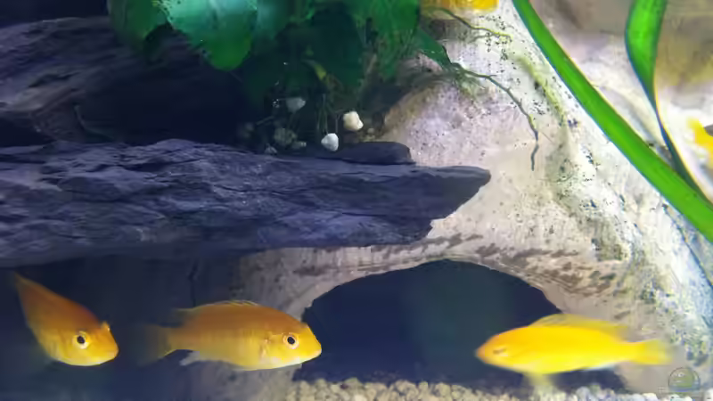 Goldener Labidocromis von Yejo (30)