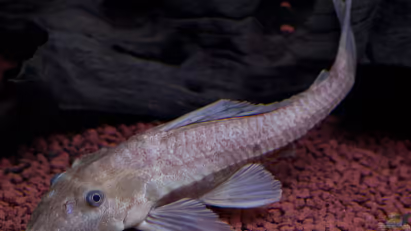 ´goldener´ Wels von panaque67 (9)