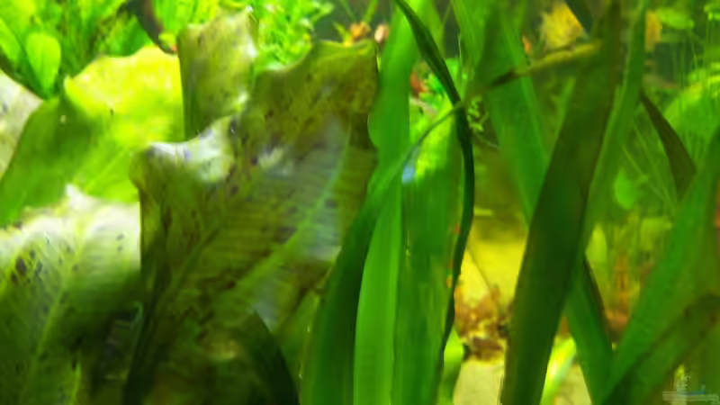 Goldener Zwergfadenfisch 16.02.2015 von Schratze (90)