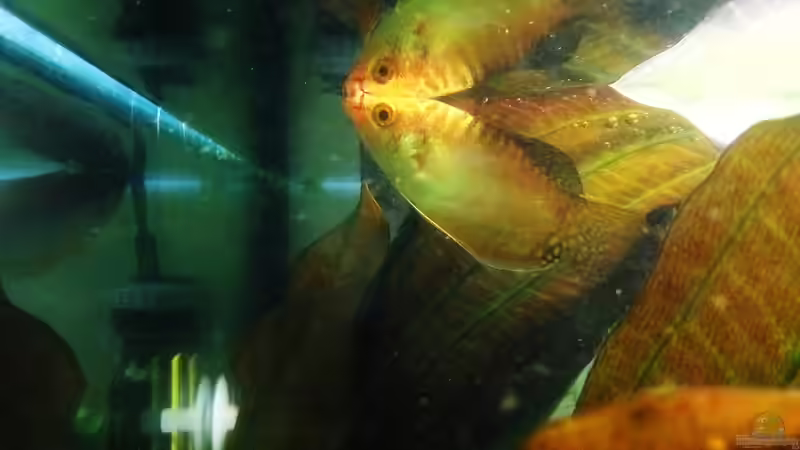 Goldfadenfisch auf Futtersuche von Jonas (Trancemania) (12)