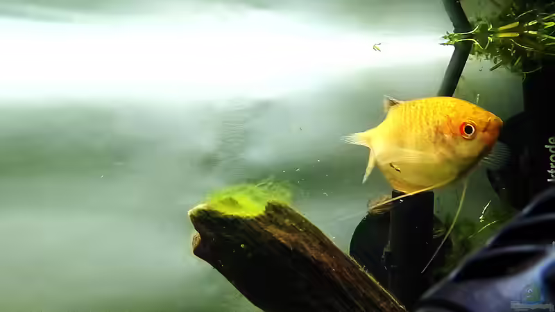 Goldfadenfisch von Jonas (Trancemania) (15)